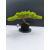 Żywe Drzewko Bonsai Jałowiec Rozesłany Procumbens 11-letni +GRATIS 541