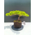 Żywe Drzewko Bonsai Jałowiec Rozesłany Procumbens 11-letni +GRATIS 541