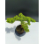 Żywe Drzewko Bonsai Jałowiec Rozesłany Procumbens 11-letni +GRATIS 541