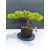 Żywe Drzewko Bonsai Jałowiec Rozesłany Procumbens 11-letni +GRATIS 541