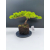 Żywe Drzewko Bonsai Jałowiec Rozesłany Procumbens 11-letni +GRATIS 541