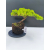 Żywe Drzewko Bonsai Jałowiec Rozesłany Procumbens 11-letni +GRATIS 541