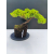 Żywe Drzewko Bonsai Jałowiec Rozesłany Procumbens 11-letni +GRATIS 541