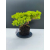 Żywe Drzewko Bonsai Jałowiec Rozesłany Procumbens 11-letni +GRATIS 541