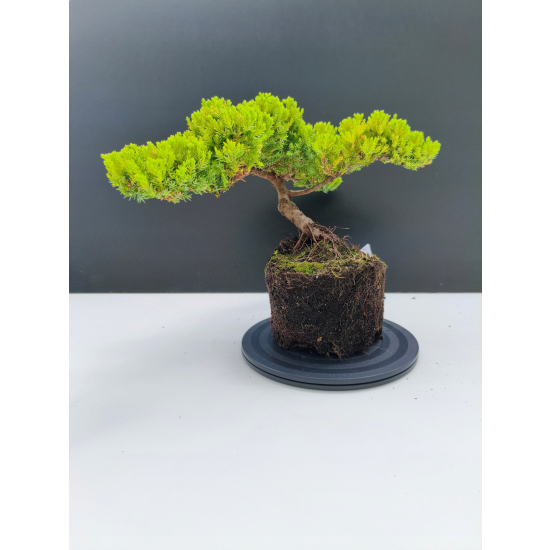 Żywe Drzewko Bonsai Jałowiec Rozesłany Procumbens 11-letni +GRATIS 541