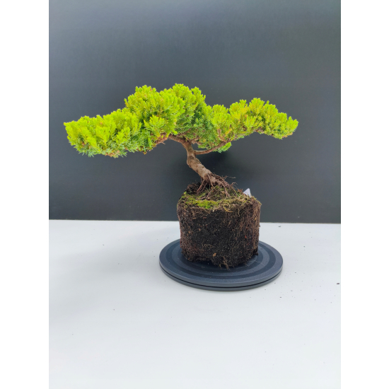 Żywe Drzewko Bonsai Jałowiec Rozesłany Procumbens 11-letni +GRATIS 541
