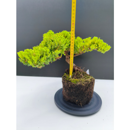 Żywe Drzewko Bonsai Jałowiec Rozesłany Procumbens 11-letni +GRATIS 541