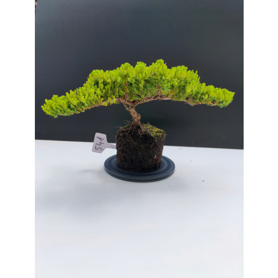 Żywe Drzewko Bonsai Jałowiec Rozesłany Procumbens 11-letni +GRATIS 541