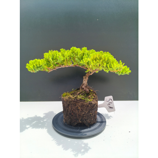 Żywe Drzewko Bonsai Jałowiec Rozesłany Procumbens 11-letni +GRATIS 541