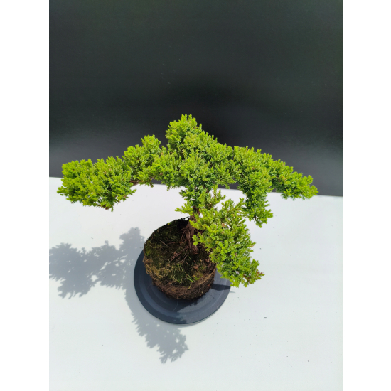 Żywe Drzewko Bonsai Jałowiec Rozesłany Procumbens 11-letni +GRATIS 541