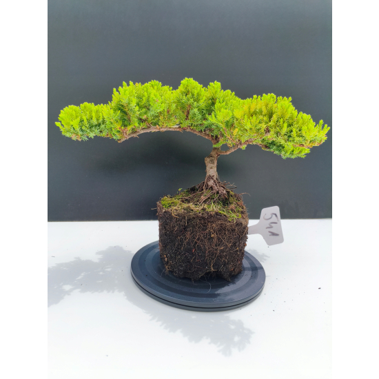 Żywe Drzewko Bonsai Jałowiec Rozesłany Procumbens 11-letni +GRATIS 541