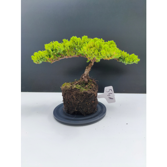Żywe Drzewko Bonsai Jałowiec Rozesłany Procumbens 11-letni +GRATIS 541