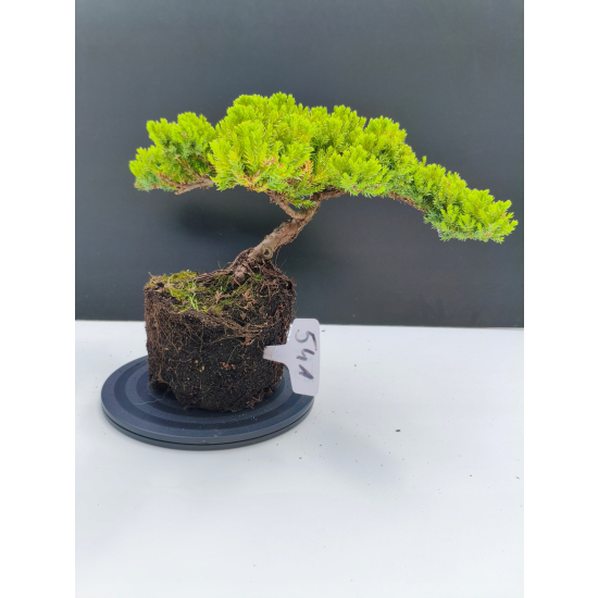 Żywe Drzewko Bonsai Jałowiec Rozesłany Procumbens 11-letni +GRATIS 541