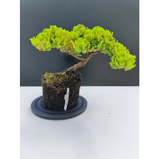 Żywe Drzewko Bonsai Jałowiec Rozesłany Procumbens 11-letni +GRATIS 541