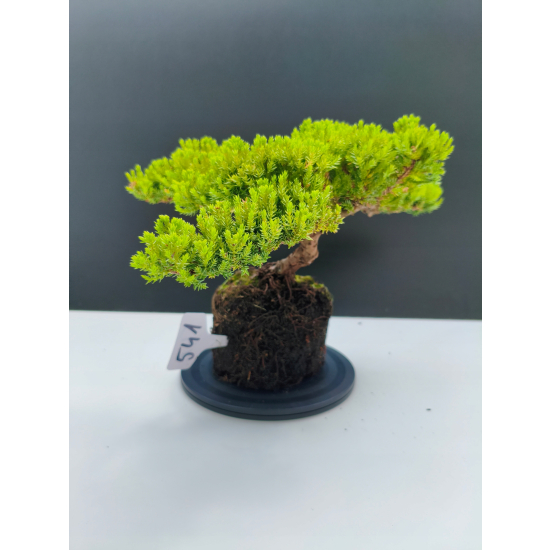 Żywe Drzewko Bonsai Jałowiec Rozesłany Procumbens 11-letni +GRATIS 541