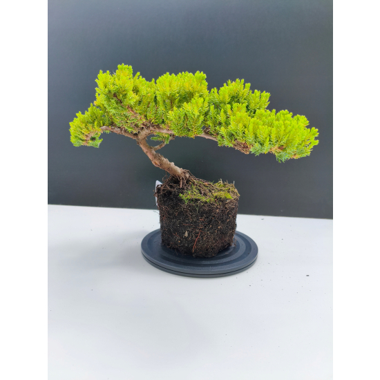 Żywe Drzewko Bonsai Jałowiec Rozesłany Procumbens 11-letni +GRATIS 541