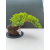 Żywe Drzewko Bonsai Jałowiec Rozesłany Procumbens 11-letni +GRATIS 540