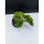 Żywe Drzewko Bonsai Jałowiec Rozesłany Procumbens 11-letni +GRATIS 540