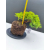 Żywe Drzewko Bonsai Jałowiec Rozesłany Procumbens 11-letni +GRATIS 540