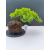 Żywe Drzewko Bonsai Jałowiec Rozesłany Procumbens 11-letni +GRATIS 540