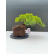 Żywe Drzewko Bonsai Jałowiec Rozesłany Procumbens 11-letni +GRATIS 540