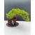 Żywe Drzewko Bonsai Jałowiec Rozesłany Procumbens 11-letni +GRATIS 540
