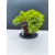 Żywe Drzewko Bonsai Jałowiec Rozesłany Procumbens 11-letni +GRATIS 540