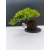 Żywe Drzewko Bonsai Jałowiec Rozesłany Procumbens 11-letni +GRATIS 540