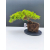 Żywe Drzewko Bonsai Jałowiec Rozesłany Procumbens 11-letni +GRATIS 540