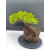 Żywe Drzewko Bonsai Jałowiec Rozesłany Procumbens 11-letni +GRATIS 540