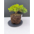 Żywe Drzewko Bonsai Jałowiec Rozesłany Procumbens 11-letni +GRATIS 540