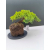 Żywe Drzewko Bonsai Jałowiec Rozesłany Procumbens 11-letni +GRATIS 540