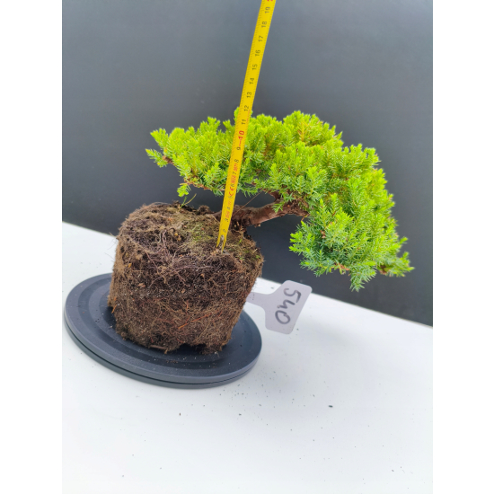 Żywe Drzewko Bonsai Jałowiec Rozesłany Procumbens 11-letni +GRATIS 540