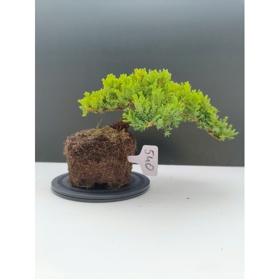 Żywe Drzewko Bonsai Jałowiec Rozesłany Procumbens 11-letni +GRATIS 540