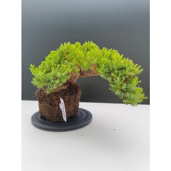 Żywe Drzewko Bonsai Jałowiec Rozesłany Procumbens 11-letni +GRATIS 540