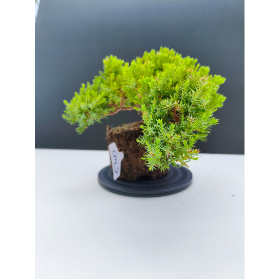 Żywe Drzewko Bonsai Jałowiec Rozesłany Procumbens 11-letni +GRATIS 540