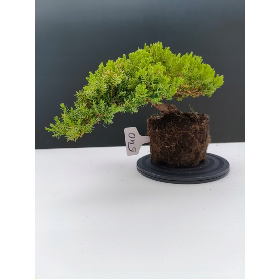 Żywe Drzewko Bonsai Jałowiec Rozesłany Procumbens 11-letni +GRATIS 540