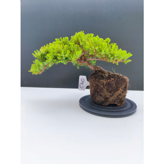 Żywe Drzewko Bonsai Jałowiec Rozesłany Procumbens 11-letni +GRATIS 540