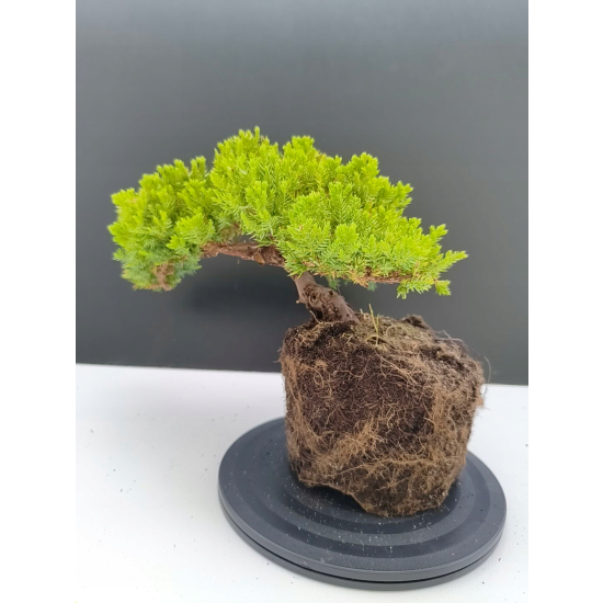 Żywe Drzewko Bonsai Jałowiec Rozesłany Procumbens 11-letni +GRATIS 540