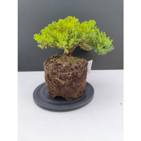 Żywe Drzewko Bonsai Jałowiec Rozesłany Procumbens 11-letni +GRATIS 540