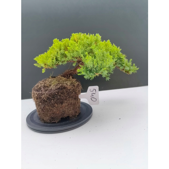 Żywe Drzewko Bonsai Jałowiec Rozesłany Procumbens 11-letni +GRATIS 540