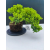 Żywe Drzewko Bonsai Jałowiec Rozesłany Procumbens 11-letni +GRATIS 472