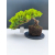 Żywe Drzewko Bonsai Jałowiec Rozesłany Procumbens 11-letni +GRATIS 472