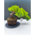 Żywe Drzewko Bonsai Jałowiec Rozesłany Procumbens 11-letni +GRATIS 472