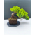 Żywe Drzewko Bonsai Jałowiec Rozesłany Procumbens 11-letni +GRATIS 472