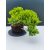 Żywe Drzewko Bonsai Jałowiec Rozesłany Procumbens 11-letni +GRATIS 472
