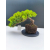 Żywe Drzewko Bonsai Jałowiec Rozesłany Procumbens 11-letni +GRATIS 472