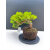 Żywe Drzewko Bonsai Jałowiec Rozesłany Procumbens 11-letni +GRATIS 472