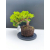 Żywe Drzewko Bonsai Jałowiec Rozesłany Procumbens 11-letni +GRATIS 472