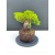 Żywe Drzewko Bonsai Jałowiec Rozesłany Procumbens 11-letni +GRATIS 472
